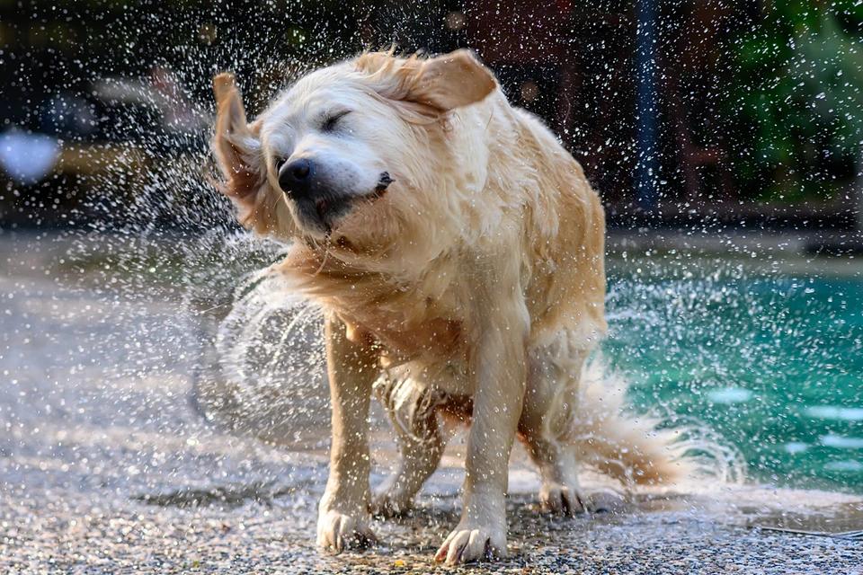 What makes a wet dog shake off water? The answer surprised scientists completely.