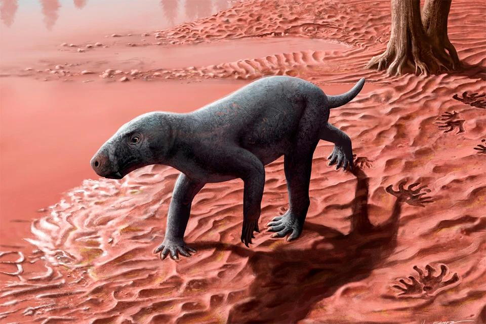 Hairless and earless dog: Scientists have discovered a mysterious ancestor of all mammals.