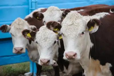 In the Kostanay region, cattle were reluctantly sent for slaughter.