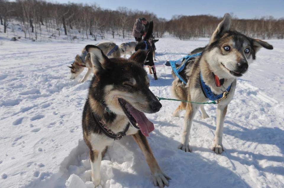 Ancient Pyramids: Researchers from St. Petersburg discovered a 9,000-year-old dog sled in the Arctic.