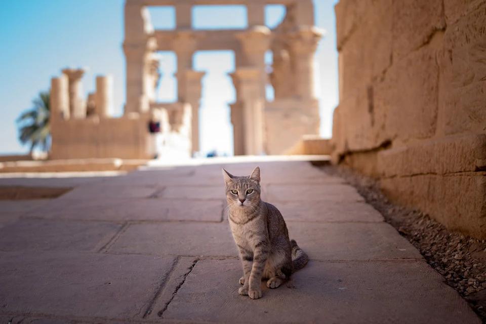 Purr-archaeology and meow-genetics: Researchers are uncovering who was the first to welcome a cat into their home.